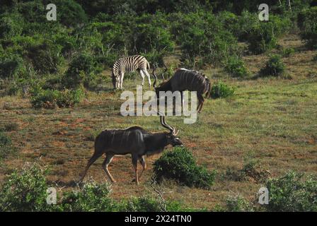 A wonderful scene of two wild Greater Kudu antelope bulls grazing together with a Zebra in the South Africa wilderness.  Shot on safari. Stock Photo