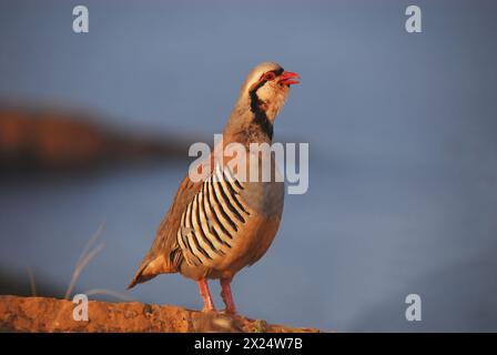 An extreme close up of a rare, colorful, wild Rock Partridge standing on the wall of an ancient Greek temple, with the sea and coastline background. Stock Photo