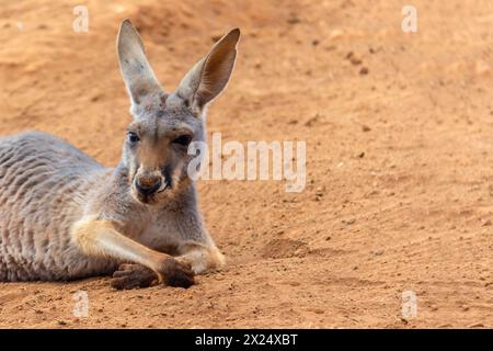 Eastern Gray Kangaroo (Macropus giganteus), Curious, on Sandy Beach, Pebbly Beach, New South Wales, Australia, Oceania Stock Photo