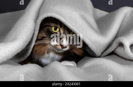 Tricolor cat hiding under a blanket on a gray background. Stock Photo