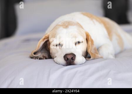 Senior dog sleeping peacefully at home on white bed, copy space Stock Photo