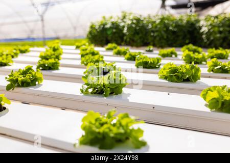 Rows of green lettuce growing in white hydroponic channels under greenhouse, in greenhouse Stock Photo