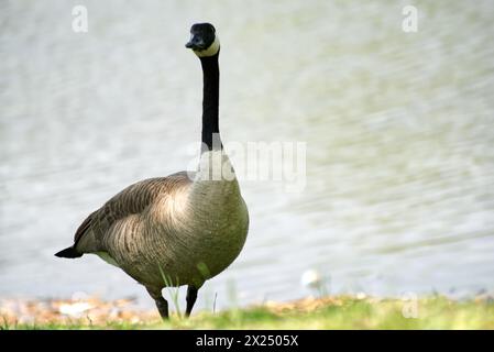 Beautiful Canadian goose near a lake Stock Photo