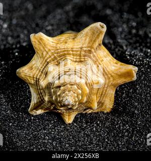 Strombus pugilis seashell on a black sand background close-up Stock Photo