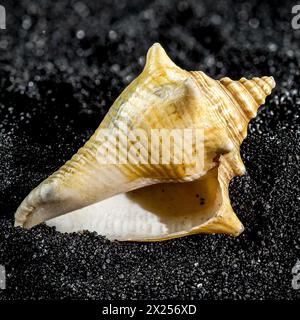 Strombus pugilis seashell on a black sand background close-up Stock Photo