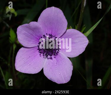 Pinkish-blue flower of the Persian buttercup (Ranunculus asiaticus), view from above, Cyprus Stock Photo