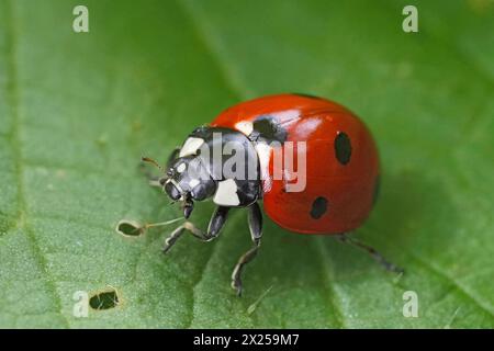 Detailed closeup on a seven spotted ladybird, beetle , Coccinella septempunctata sitting on a green leaf Stock Photo