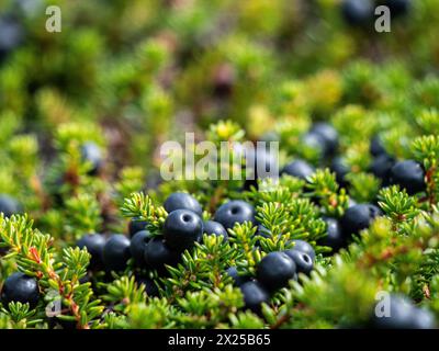 Black crowberries (Empetrum nigrum) found in Greenland. Stock Photo