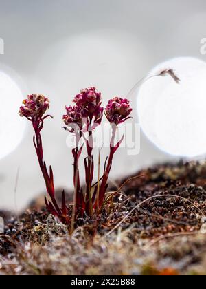 Silene suecica (also known as Viscaria alpina) is a species of plant in the family Caryophyllaceae. Its common name is red Alpine catchfly. Stock Photo