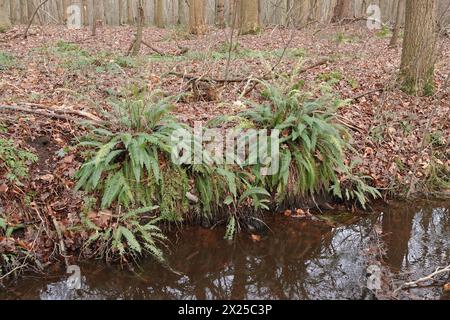 Natural closeup on the European evergreen, Hard fern, Blechnum spicant in a forest ditch-side Stock Photo