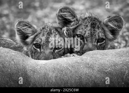 Lion cubs are seen in Okavango Delta on January 2024 Stock Photo