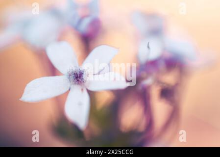 Wild verbena, or Pentanisia Prunelloides, indigenous to Africa Stock Photo