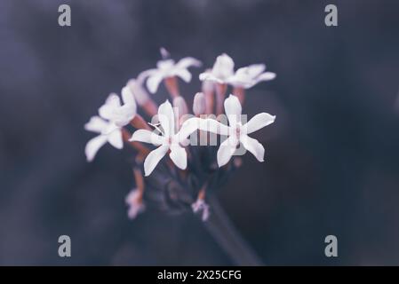 Wild verbena, or Pentanisia Prunelloides, indigenous to Africa Stock Photo