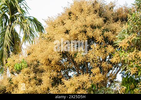 Mango flower on mango tree, A branch of inflorescence mango flower. Stock Photo