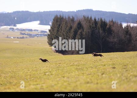 Two dogs are running in a field with trees in the background Stock Photo