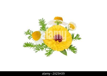 Calendula and chamomile flowers and leaves bunch isolated on white. White daisy and pot marigold in bloom.  Chamaemelum nobile and calendula officinal Stock Photo