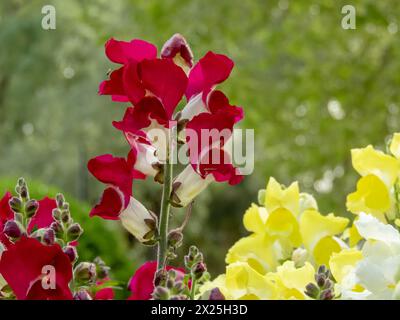 Common snapdragon bright red spike inflorescence. Antirrhinum majus flowers. Stock Photo