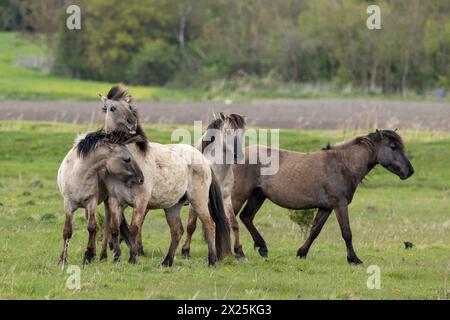 Konik horses fighting on Wicken Fen in Cambridgeshire.  Two wild stallions faced off in a fight for dominance in dramatic scenes in the ENGLISH countr Stock Photo