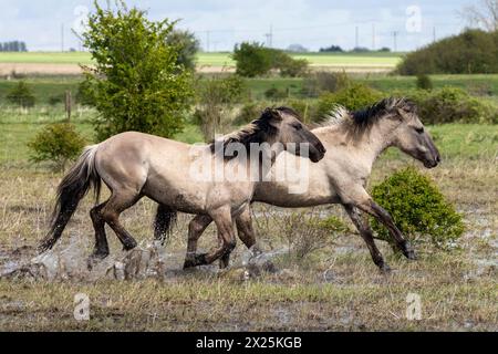 Konik horses fighting on Wicken Fen in Cambridgeshire.  Two wild stallions faced off in a fight for dominance in dramatic scenes in the ENGLISH countr Stock Photo