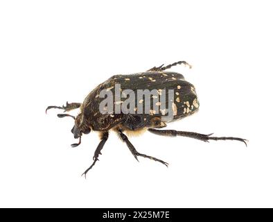 Mediterranean spotted chafer beetle isolated on white background, Oxythyrea funesta Stock Photo