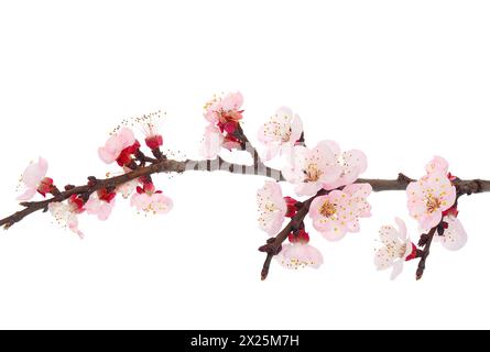 Blossoming apricot tree branch isolated on white background, Prunus armeniaca Stock Photo