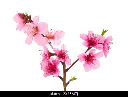 Blossoming peach tree branch isolated on white background, Prunus persica Stock Photo