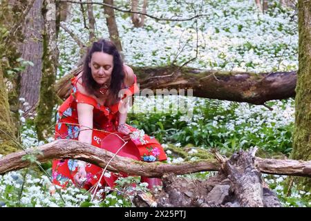 Doddiscombsleigh, Devon, UK. 20th Apr, 2024. UK Weather: Raich Keene gathers flowering wild garlic in Doddiscombsleigh, Devon. Credit: nidpor/Alamy Live News Stock Photo