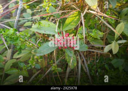 Ixora coccinea (also known as jungle geranium, flame of the woods or jungle flame or pendkuli) is a species of flowering plant in the family Rubiaceae Stock Photo