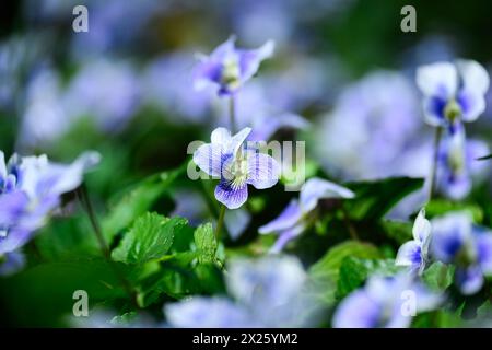 Marsh blue violet with leaves Stock Photo