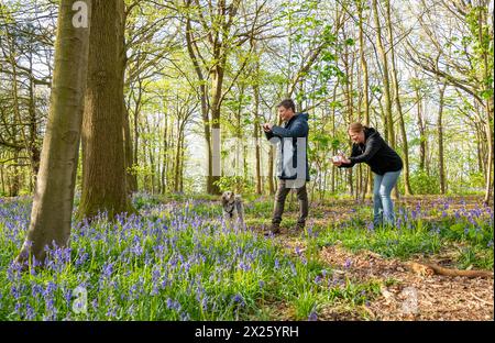 Brighton UK 20th April 2024 - Dog walkers stop to photograph bluebells in full bloom in Stanmer Park Great Wood just north of Brighton on a sunny morning: Credit Simon Dack / Alamy Live News Stock Photo