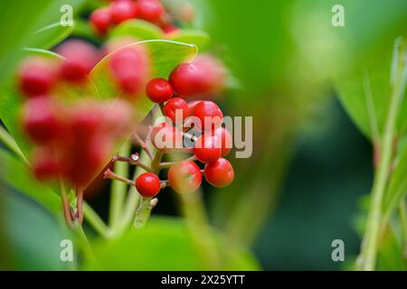 Viburnum berries Stock Photo