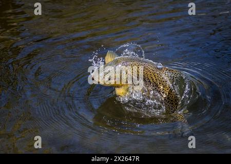 Brown trout jumping in the river Test Stock Photo