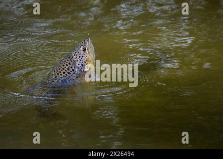 Brown trout jumping in the river Test Stock Photo