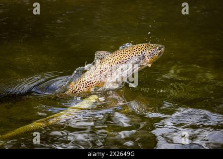 Brown trout jumping in the river Test Stock Photo