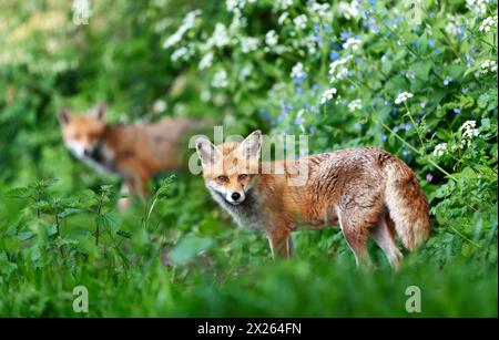 Portrait of a red fox standing in a meadow in spring Stock Photo