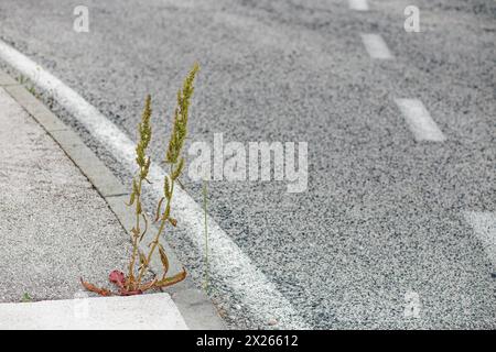 a plant that grows on an asphalt road Stock Photo