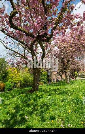 Spring blossom at Fletcher Moss botanical garden, Didsbury in South Manchester. Stock Photo