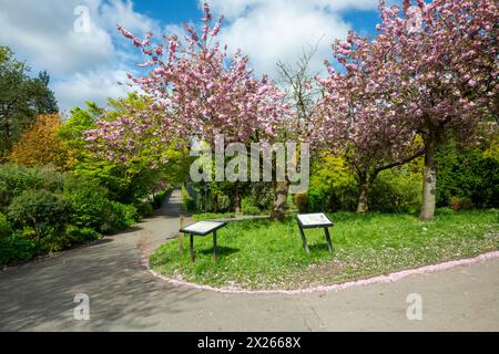 Spring blossom at Fletcher Moss botanical garden, Didsbury in South Manchester. Stock Photo