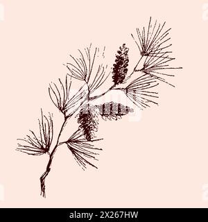 Hand drawn Christmas plants. Pine, spruce, fir, boxwood branches and cones Vector botanical illustration engraved. Stock Vector