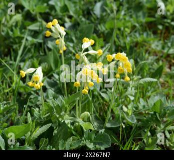 Schluesselblume, Primula veris, officinalis, ist eine Heilpflanze mit schoenen gelben Blueten und waechst wild. Cowslip, Primula veris, officinalis, i Stock Photo