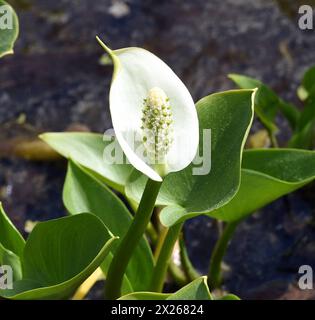 Sumpf-Calla, Calla palustris, ist eine Wasserpflanze mit weissen ...