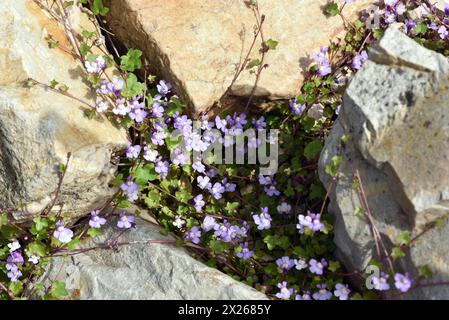 Zimbelkraut, Cymbalaria muralis ist eine Wild- und Heilpflanze mit lila Blueten. Cymbalaria muralis is a wild and medicinal plant with purple flowers. Stock Photo