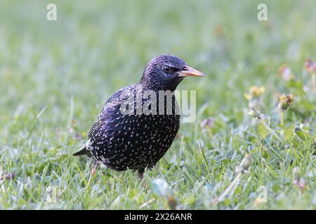 colorful starling on green lawn in the park, showing mating season plumage (Sturnus vulgaris) Stock Photo
