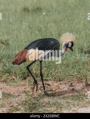 Elegant Grey Crowned Crane foraging in African grasslands Stock Photo