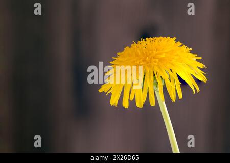 Dandelion on blurred background positioned on the right side of the image Stock Photo