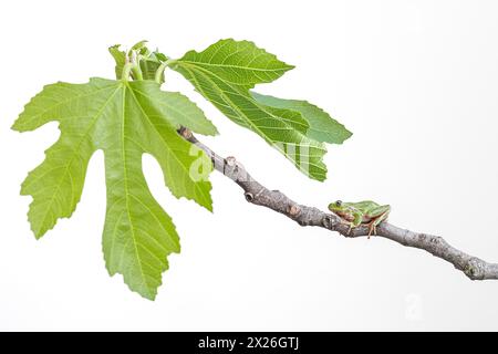 Italian tree frog on common fig (Hyla intermedia) Stock Photo