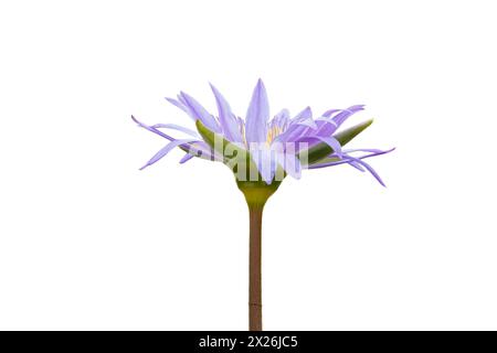 Close up of water lily flower isolated in white background in Kruger National park, South Africa Stock Photo