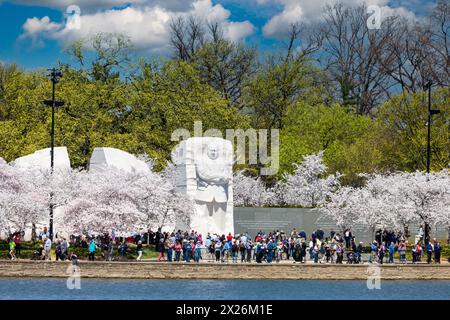 Washington, D.C., Cherry Blossoms and Martin Luther King, Jr. Memorial. Stock Photo