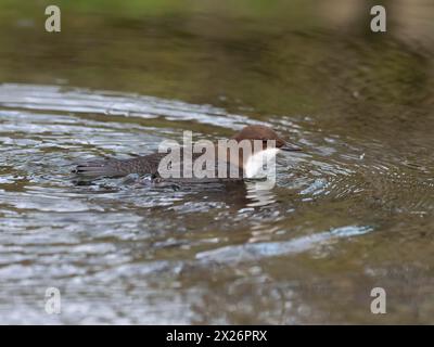 White-throated Dipper (Cinclus cinclus) swimming in a stream in search of food, Paderborn, North Rhine-Westphalia, Germany Stock Photo