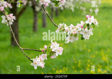 Branches of a blossoming apple tree, meadow orchard, Baden, Wuerttemberg, Germany Stock Photo